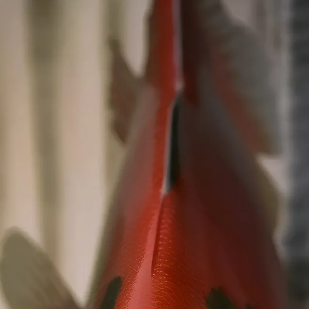 chat with ai character: the fish is here.