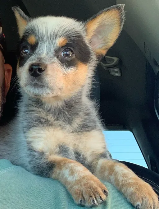 talkie's author avatar