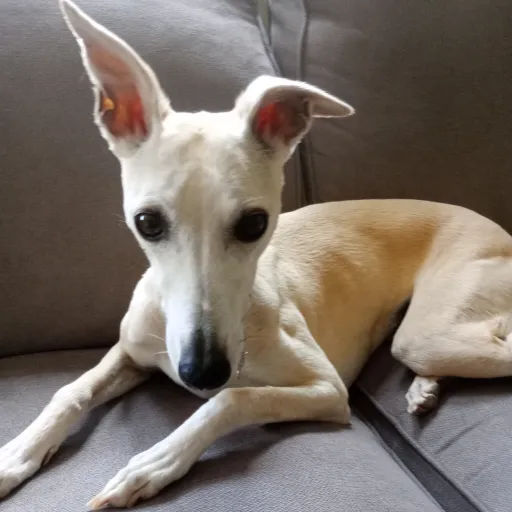 creator Scotsman4472's avatar