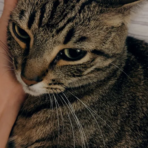 creator Carlover1st's avatar