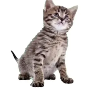 creator dark ant king's avatar