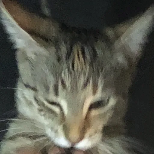 creator Uvujikulunkudu's avatar