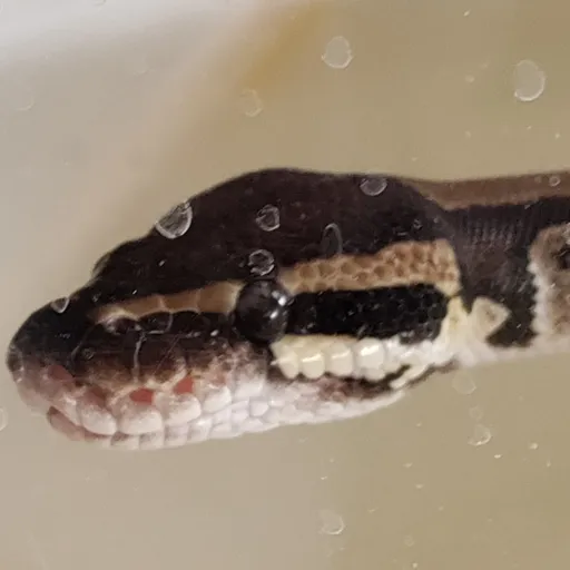 creator 🐍Snake-mom🐍's avatar