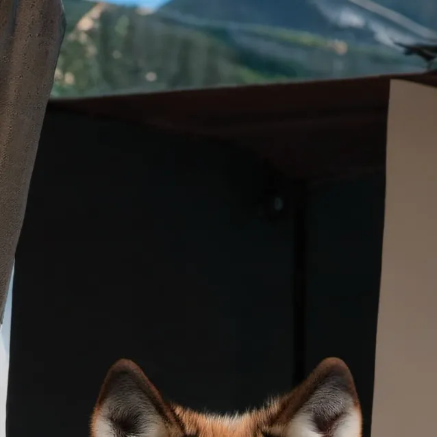 chat with ai character: new wolf mom