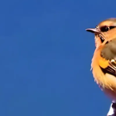 chat with ai character: HH x HB camping