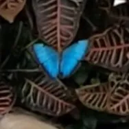 creator Vi_The_Fangirl's avatar