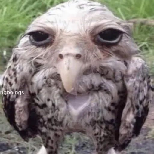 creator cute without the e's avatar