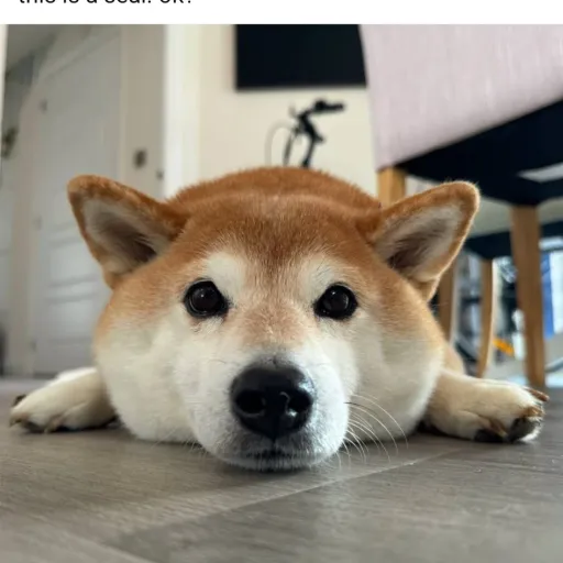 creator rusty kelpie's avatar