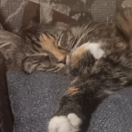 creator I like chainsaws's avatar