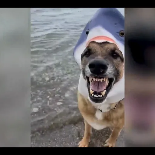 creator BrooklynnWC's avatar