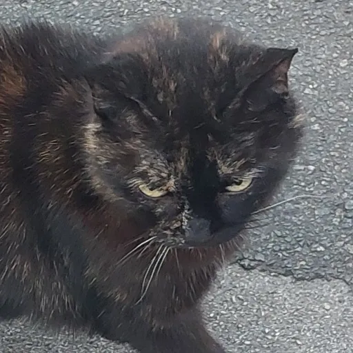 creator catsrbest😝's avatar