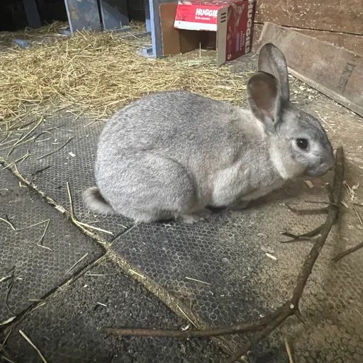 creator Maya Levesque's avatar