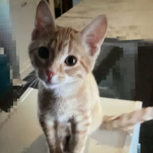 creator ~nala~ ^me kitty^'s avatar