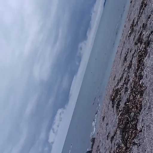 creator ꨄPearllꨄ's avatar