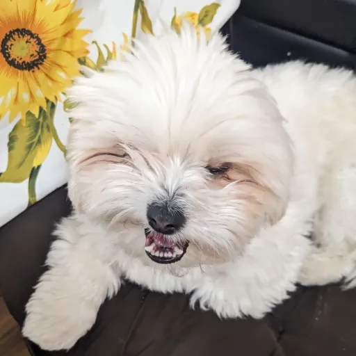 creator wselena99's avatar