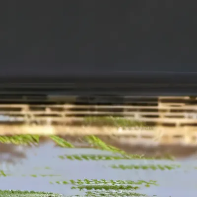 chat with ai character: Black bellied duck