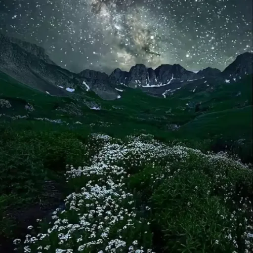 creator !!!🪷🪷!!!'s avatar