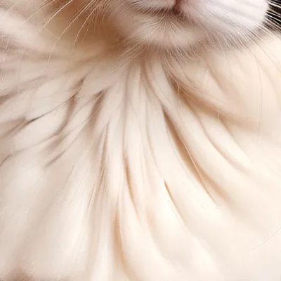 chat with ai character: Bella