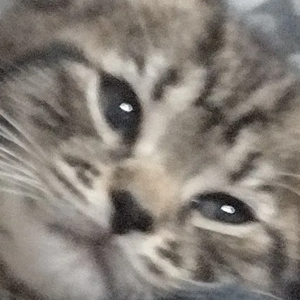 creator *＊✿❀ badbit ❀✿＊*'s avatar