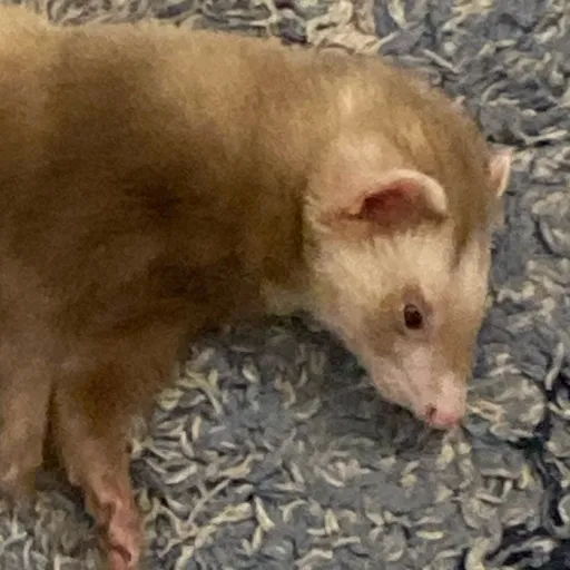 creator Issa :D's avatar