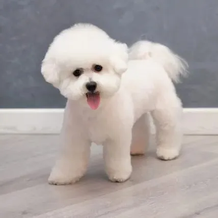 creator Talkior-ON5AehPy's avatar