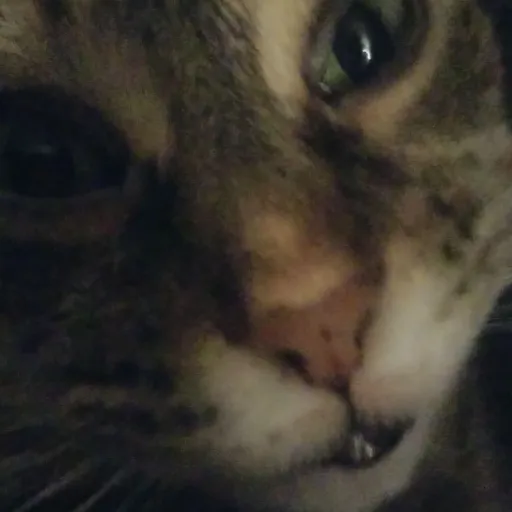 creator tj.tester's avatar