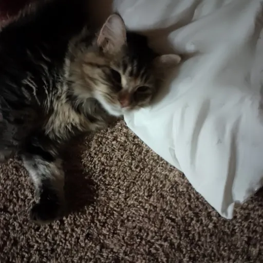 creator Diana Blackwell's avatar