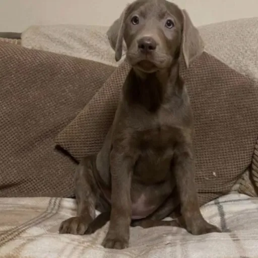 creator Riley_THEPOXKET's avatar