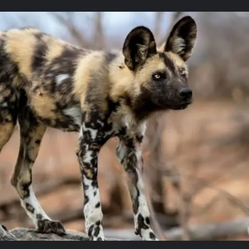 creator Zom's avatar