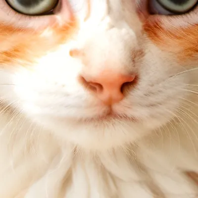 chat with ai character: Kimy