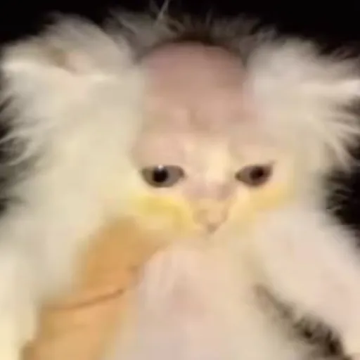 creator Bagel the bald's avatar