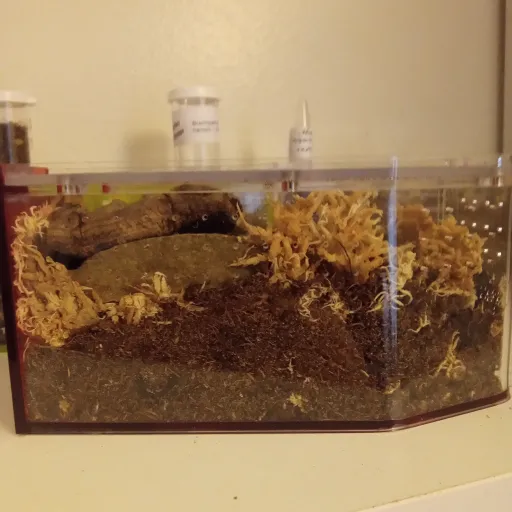 creator bombasticoogway's avatar