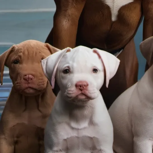 chat with ai character: Nameless dogs 