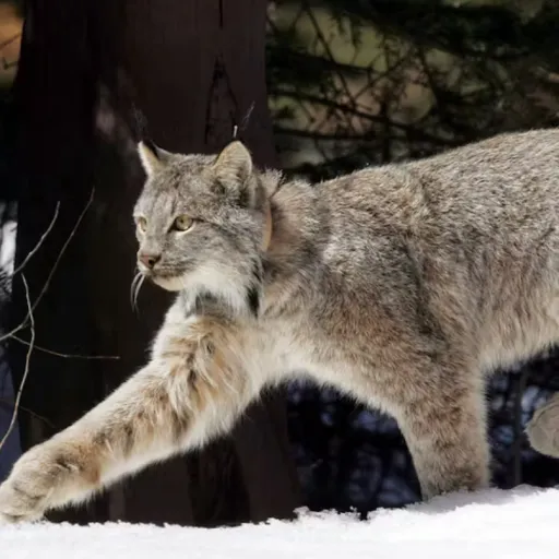 creator -⃝⃤THERIAN -⃝⃤'s avatar