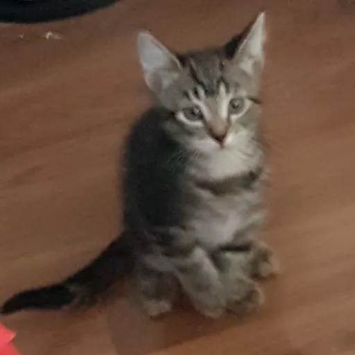 talkie's author avatar