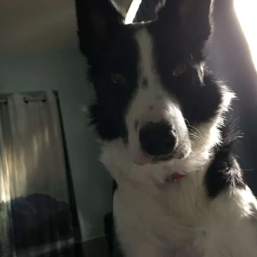 creator roxieisacutepuppy's avatar