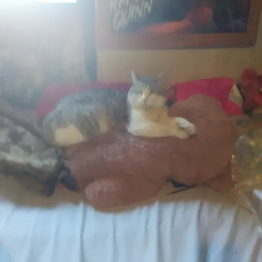 creator enderkitty's avatar