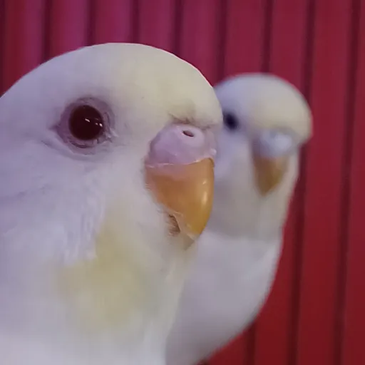 creator Phost's avatar