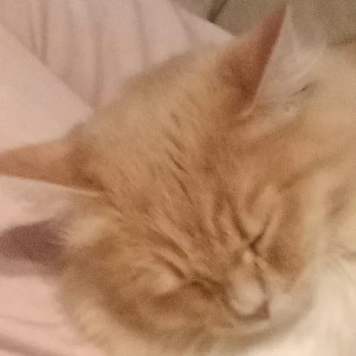 creator Aki-Laiana's avatar