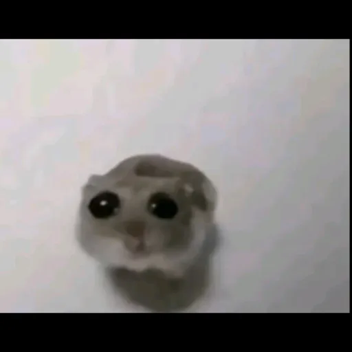 creator quit ajgamer's avatar