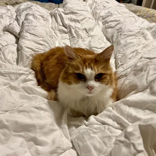 creator Freya queen of cat's avatar