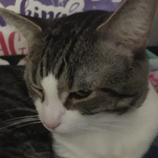 creator Sunnyxmisty 333's avatar