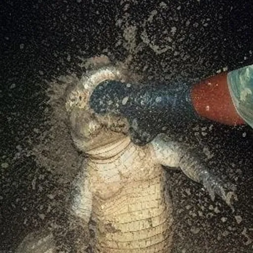 creator Mr. Doc.Guy's avatar