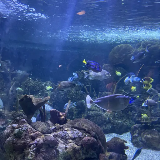 creator Jennpho's avatar