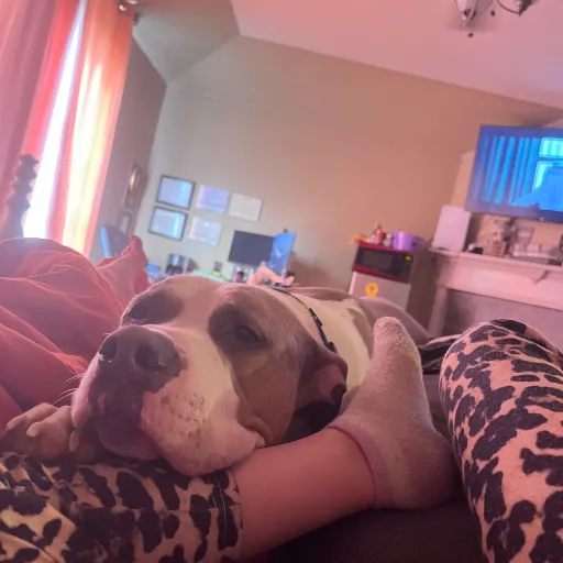 talkie's author avatar