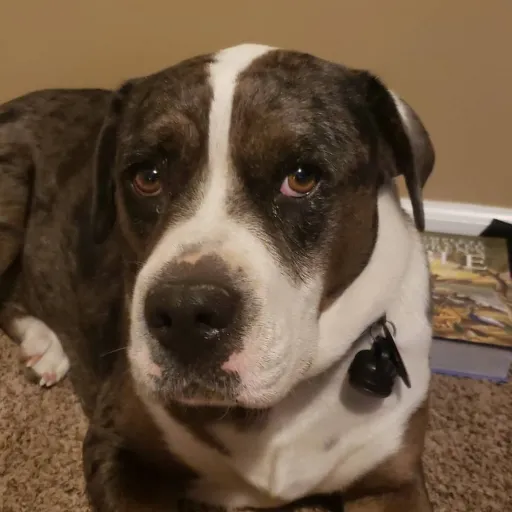 creator Talkior-BUPHzwGJ's avatar