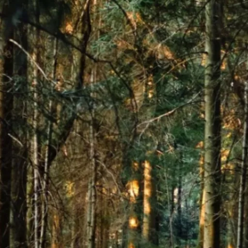 creator Moth Gal's avatar