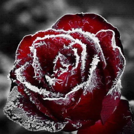 creator 🗡️Cat🗡️🩸🥀's avatar