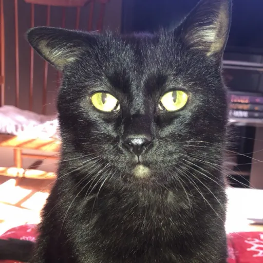 creator Talkior-sszZclsa's avatar