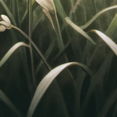 chat with ai character: Grass